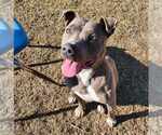 Small #2 American Pit Bull Terrier Mix