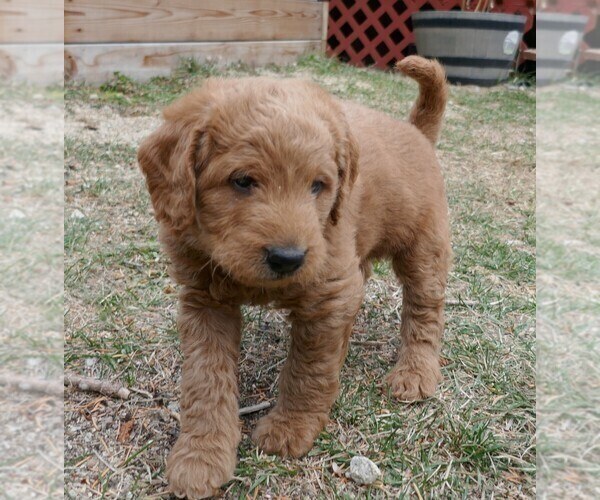 Medium Photo #14 Labradoodle Puppy For Sale in ANACONDA, MT, USA