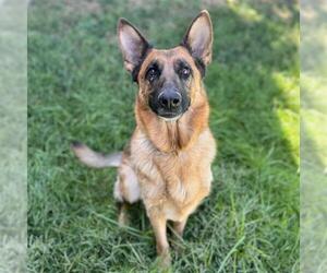 German Shepherd Dog Dogs for adoption in Modesto, CA, USA