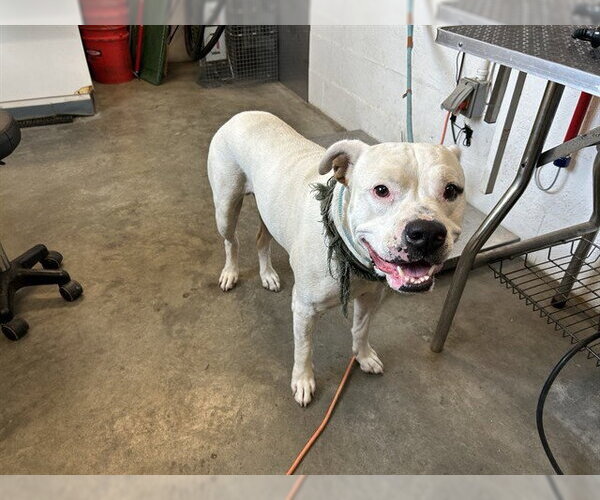 Medium Photo #1 Mutt Puppy For Sale in Corona, CA, USA