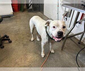 Mutt Dogs for adoption in Corona, CA, USA