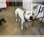 BUDDY - Male Mutt Dog for Adoption - Small photo