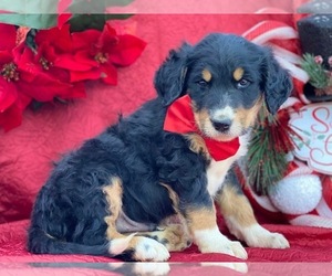 Greater Swiss Mountain Dog-Poodle (Standard) Mix Puppy for sale in LANCASTER, PA, USA