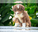 Puppy Kyle Miniature Australian Shepherd