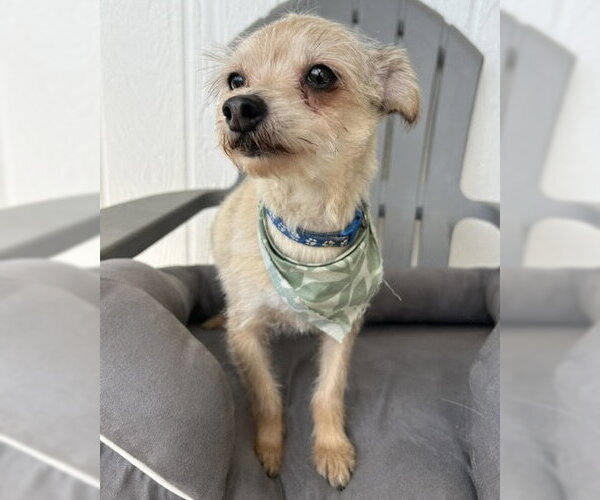 Medium Photo #3 Mutt Puppy For Sale in Corona, CA, USA