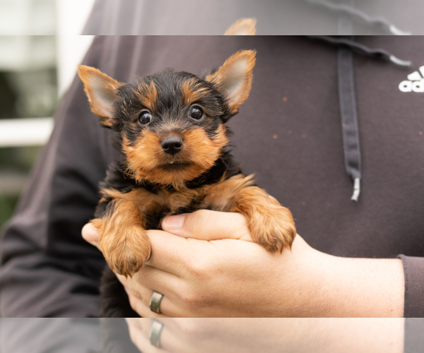 Medium Photo #5 Yorkshire Terrier Puppy For Sale in NAPPANEE, IN, USA
