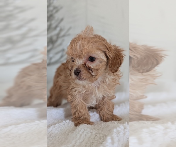 Medium Photo #2 Cavapoo (Miniature) Puppy For Sale in GOSHEN, IN, USA