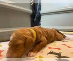Small Photo #23 Goldendoodle Puppy For Sale in NORTH SCITUATE, RI, USA