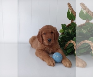 Golden Retriever Puppy for sale in CROMWELL, IN, USA
