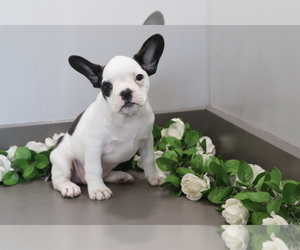 French Bulldog-Frengle Mix Puppy for sale in SHILOH, OH, USA