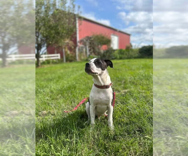 Medium Photo #4 American Pit Bull Terrier-Unknown Mix Puppy For Sale in Germantown, OH, USA