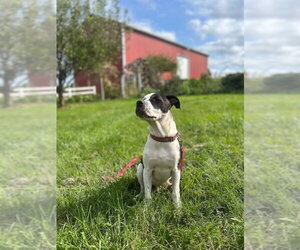 Cruiser Burt - Male American Pit Bull Terrier-Unknown Mix Dog for Adoption - Photo #4