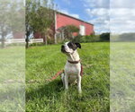 Small Photo #4 American Pit Bull Terrier-Unknown Mix Puppy For Sale in Germantown, OH, USA