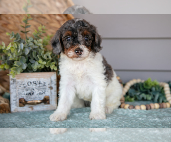 Medium Photo #6 Poodle (Miniature) Puppy For Sale in WOLCOTTVILLE, IN, USA