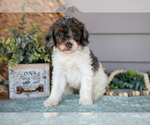 Small Photo #6 Poodle (Miniature) Puppy For Sale in WOLCOTTVILLE, IN, USA