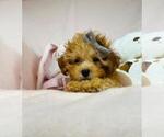 Small #2 Goldendoodle