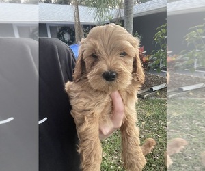 Miniature Labradoodle Puppy for sale in MELBOURNE, FL, USA