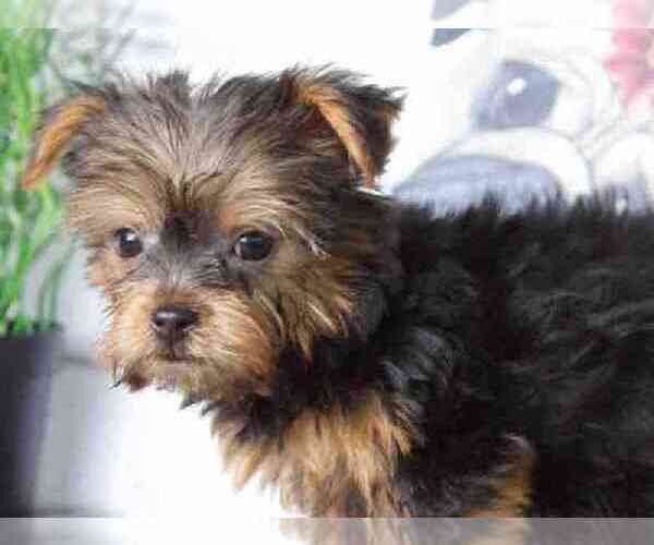 Medium Photo #2 Yorkshire Terrier Puppy For Sale in RED LION, PA, USA