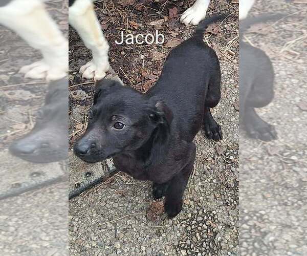 Medium Photo #1 Border Collie-Unknown Mix Puppy For Sale in Aurora, IN, USA