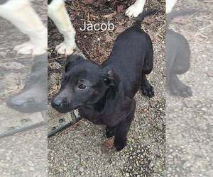 Border Collie-Unknown Mix Dogs for adoption in Aurora, IN, USA