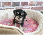 Small #5 Schnauzer (Miniature)