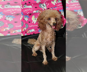 Father of the Poodle (Toy) puppies born on 07/05/2025