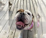 Small #3 Bulldog