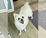 Small #1 American Eskimo Dog