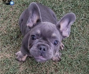 French Bulldog Puppy for sale in SACRAMENTO, CA, USA