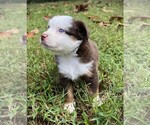 Small #4 Miniature Australian Shepherd