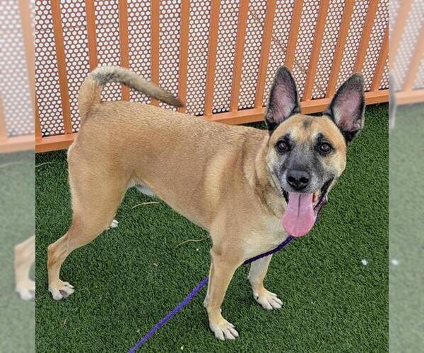 Medium Photo #2 Mutt Puppy For Sale in Las Vegas, NV, USA