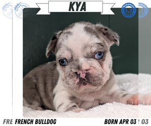 Medium French Bulldog