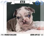 Puppy Kya French Bulldog