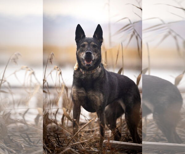 Medium Photo #11 German Shepherd Dog-Unknown Mix Puppy For Sale in Sandy, UT, USA