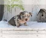 Small #5 French Bulldog