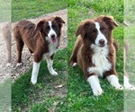 Image preview for Ad Listing. Nickname: Red tri male