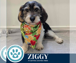 Small Basset Hound Mix