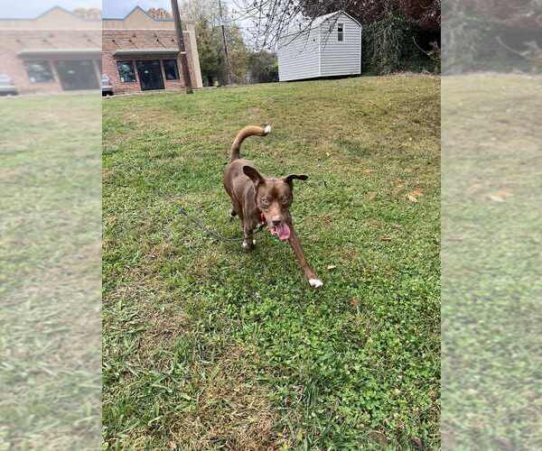 Medium Photo #3 Mutt Puppy For Sale in Candler, NC, USA