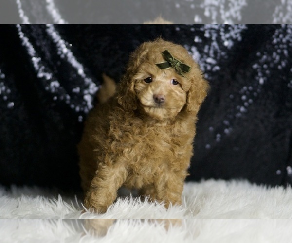Medium Photo #56 Maltipoo Puppy For Sale in WARSAW, IN, USA