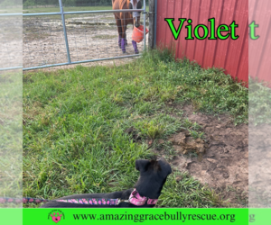 Violet - Female Labrador Retriever-Unknown Mix Dog for Adoption - Photo #10