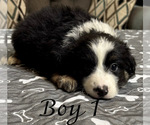 Small #13 Australian Shepherd