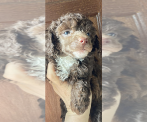 Poodle (Toy) Puppy for sale in VENETA, OR, USA