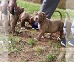 Small Photo #6 American Bully Puppy For Sale in SNELLVILLE, GA, USA