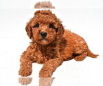 Small #23 Goldendoodle mix (+ Poodle Miniature)