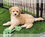 Small Photo #10 Cockapoo Puppy For Sale in PIONEER, CA, USA