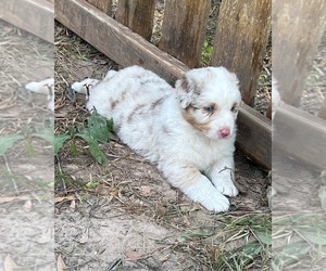 Australian Shepherd Puppy for sale in CONROE, TX, USA