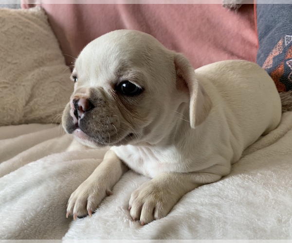 Medium Photo #1 French Bulldog Puppy For Sale in JOHNS ISLAND, SC, USA