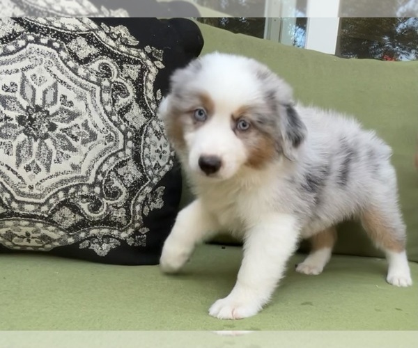 Medium Photo #54 Miniature Australian Shepherd Puppy For Sale in LA CANADA FLINTRIDGE, CA, USA