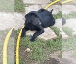 Puppy Purple Labrador Retriever