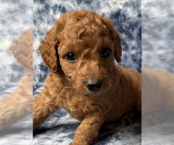 Medium Photo #3 Cavapoo Puppy For Sale in WAUSEON, OH, USA